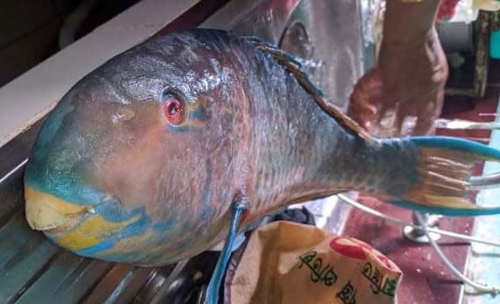 বঙ্গোপসাগরে ধরা পড়েছে বিরল প্রজাতির ‘টিয়া মাছ’